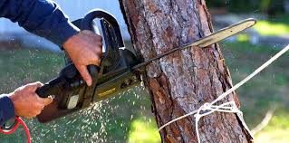 How Our Tree Care Process Works  in  Riner, VA