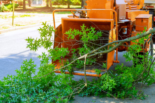 Riner, VA Tree Care Services Company