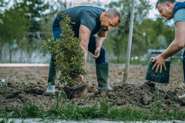 Lawn Renovation and Restoration in Riner, VA