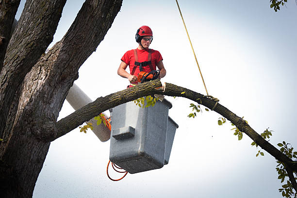 Best Storm Damage Tree Cleanup  in Riner, VA